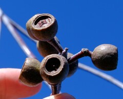 Eucalyptus pendens