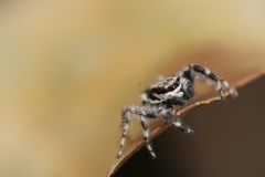 Menemerus bivittatus