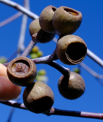 Image of Eucalyptus pendens by (c) Peter Crowcroft, some rights reserved (CC BY)