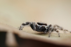 Menemerus bivittatus