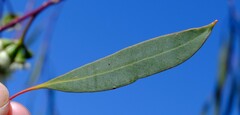 Eucalyptus pendens