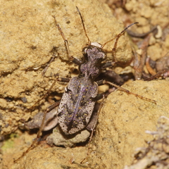 Neocicindela parryi