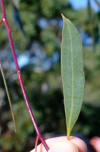 Image of Eucalyptus pendens by (c) Peter Crowcroft, some rights reserved (CC BY)