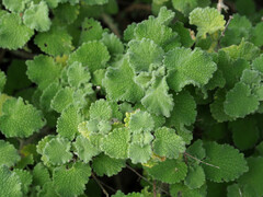 Pseudodictamnus hirsutus