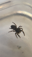 Pseudeuophrys erratica