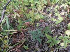 Sceptridium oneidense