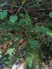 Polystichum californicum