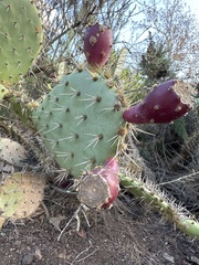 Opuntia oricola