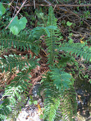 Polystichum californicum