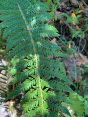 Polystichum californicum