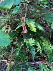 Polystichum californicum