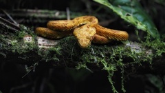 Bothriechis schlegelii