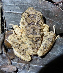 Oreobates quixensis