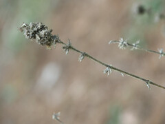 Pseudodictamnus hirsutus