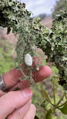 Usnea intermedia