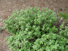 Pseudodictamnus hirsutus