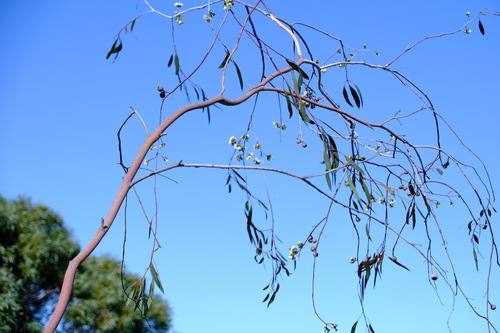 Image of Eucalyptus pendens by (c) Peter Crowcroft, some rights reserved (CC BY)
