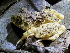 Oreobates quixensis