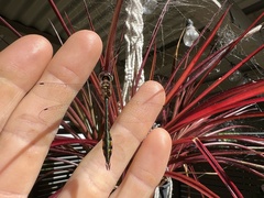 Hemicordulia continentalis