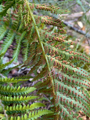 Polystichum californicum