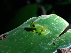 Espadarana prosoblepon