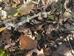 Punctelia bolliana