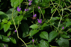 Stachytarpheta jamaicensis