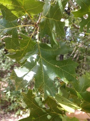 Quercus acerifolia