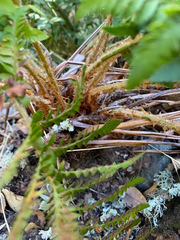 Polystichum californicum