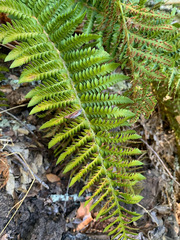 Polystichum californicum