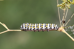 Papilio alexanor