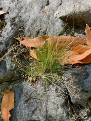 Festuca occidentalis