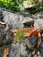 Festuca occidentalis