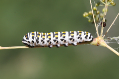 Papilio alexanor