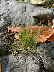Festuca occidentalis