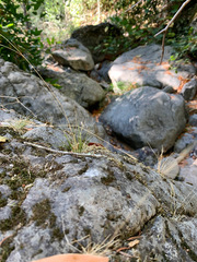 Festuca occidentalis