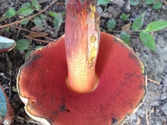 Rubroboletus