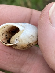 Helminthoglypta contracostae