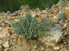Thymus vulgaris