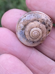 Helminthoglypta contracostae