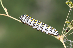 Papilio alexanor