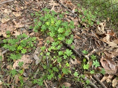 Oxalis pes-caprae pes-caprae