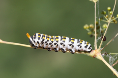 Papilio alexanor
