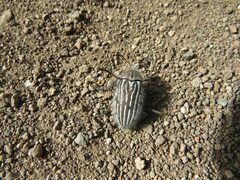 Julodis onopordi