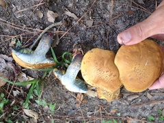 Boletus luridellus