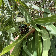 Eupoecila australasiae
