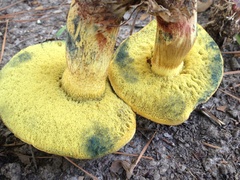 Boletus luridellus