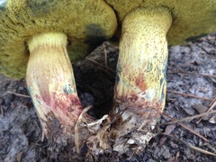 Boletus luridellus