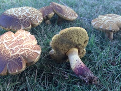 Boletus luridellus