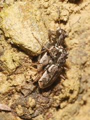 Neocicindela parryi